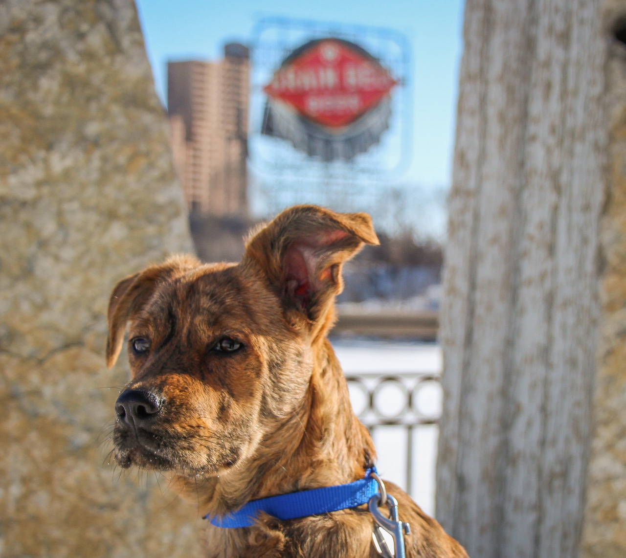 This morning we took the pup out for her glamour shots.