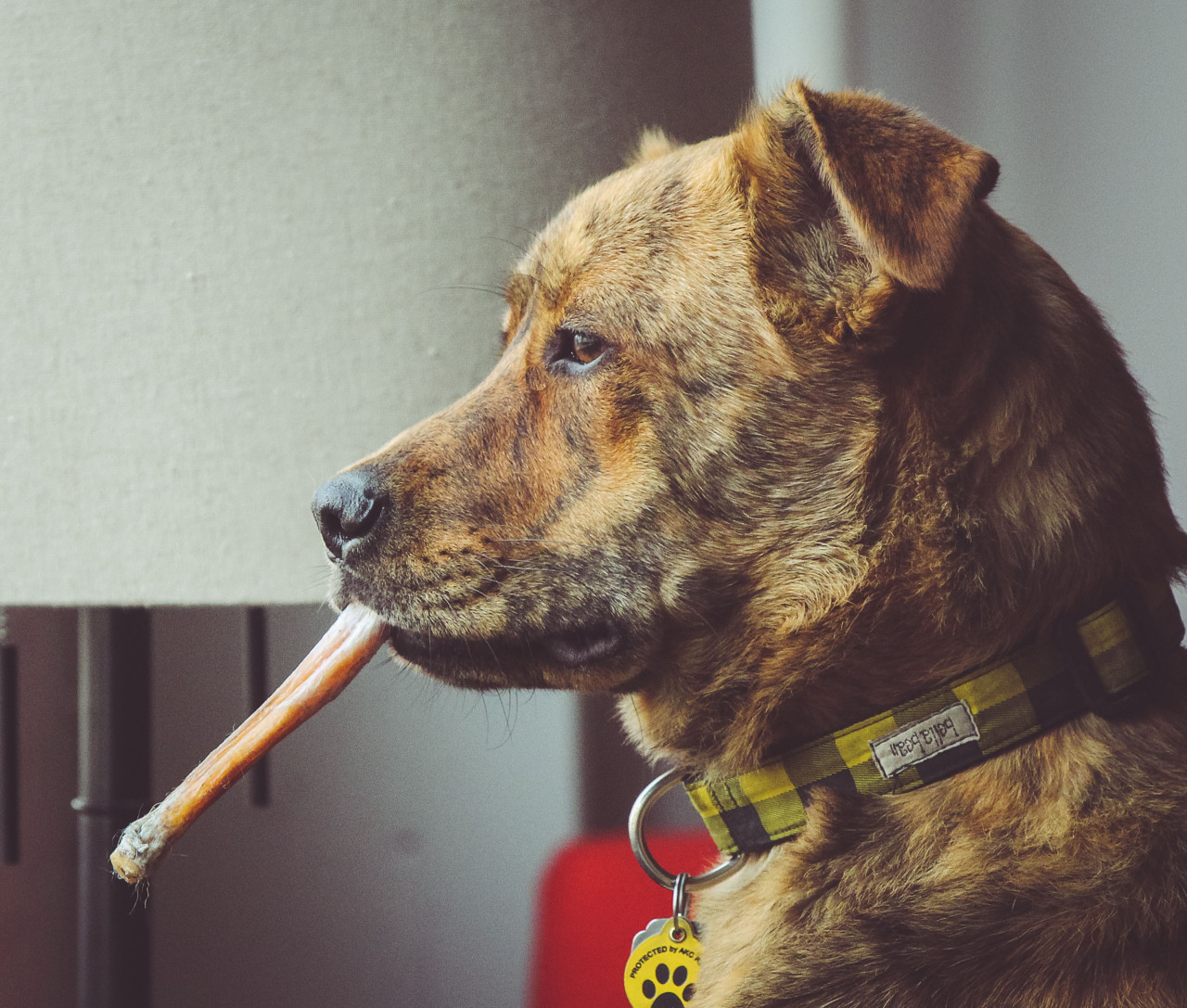 One of my dog’s favorite things to do is sit on the edge of the couch staring out the window at the action outside. Sometimes she brings a beef stick with her.