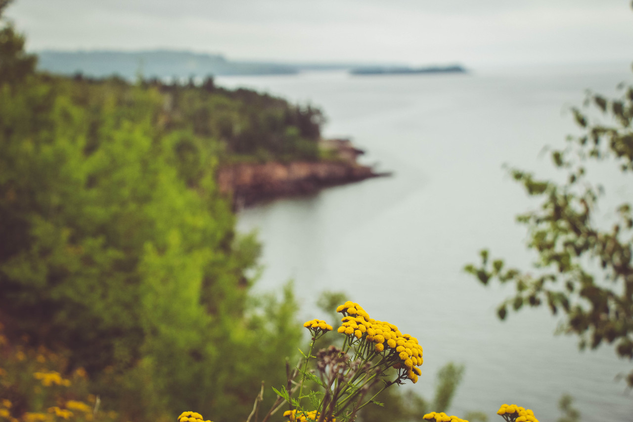 Wild flowers along Lake Superior.
