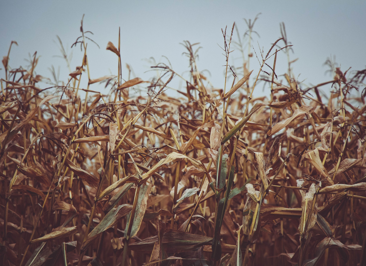 Ready for harvest. Ottertail County