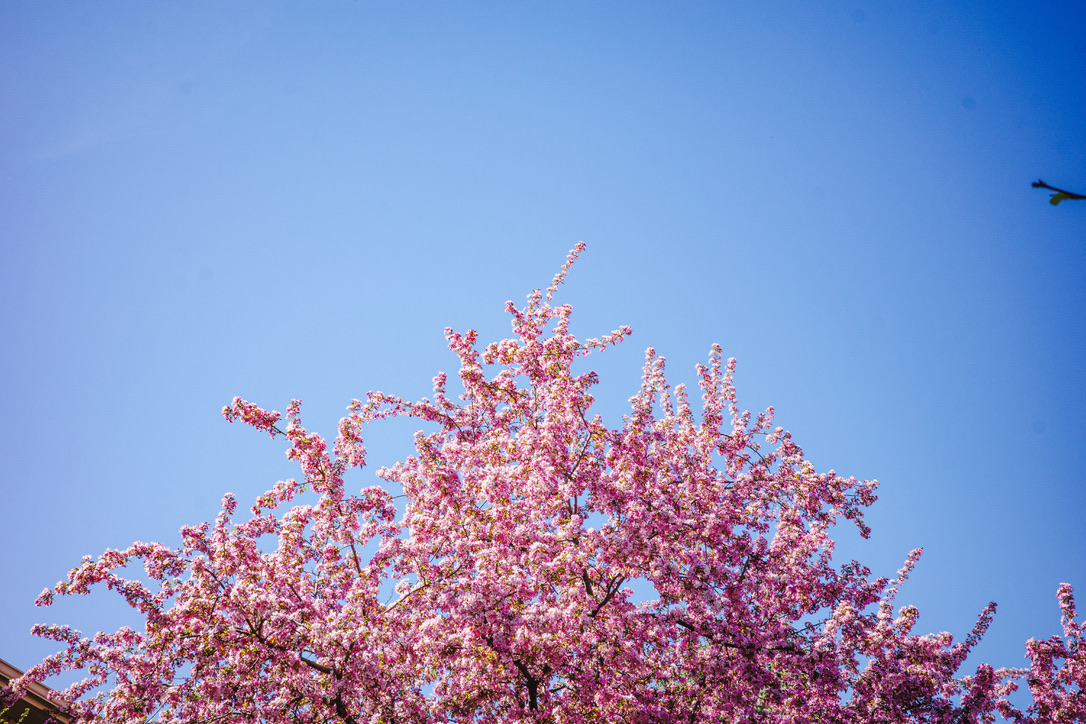 Spring is in full bloom
