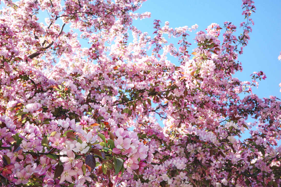 Beautiful pink flowers are popping