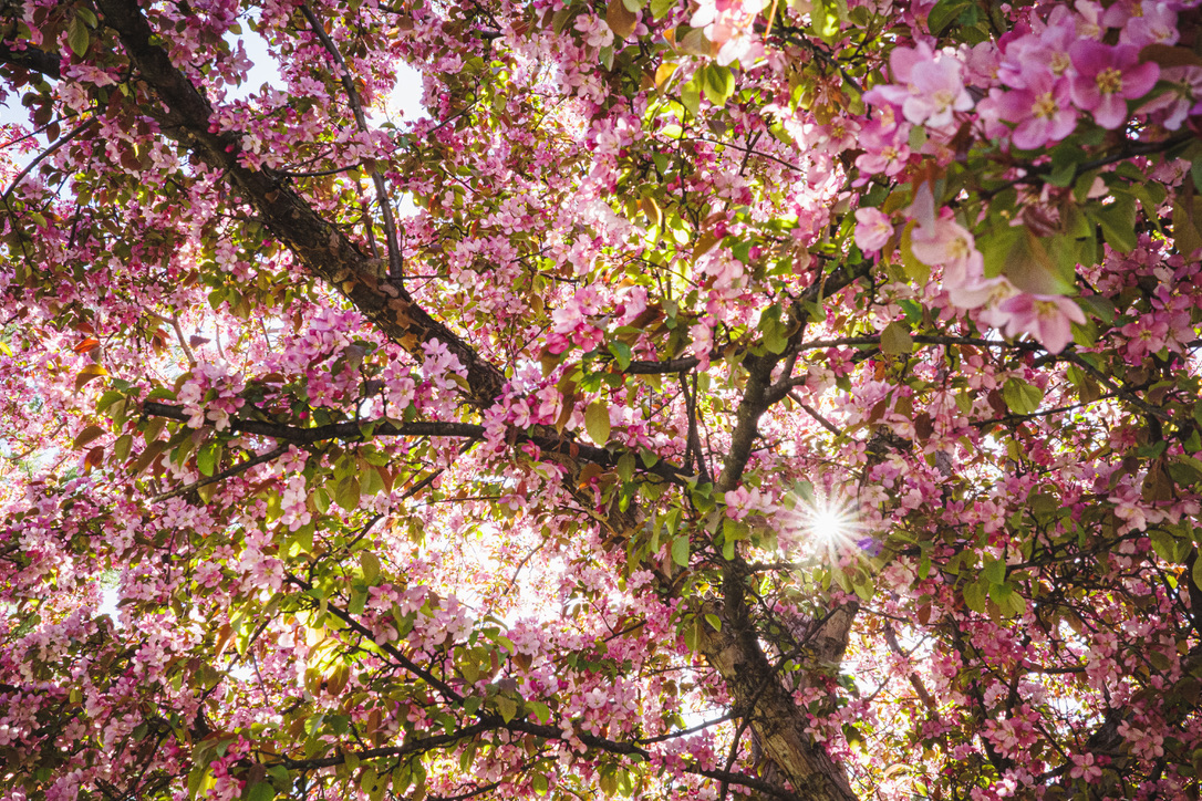 A spring wink of sunshine