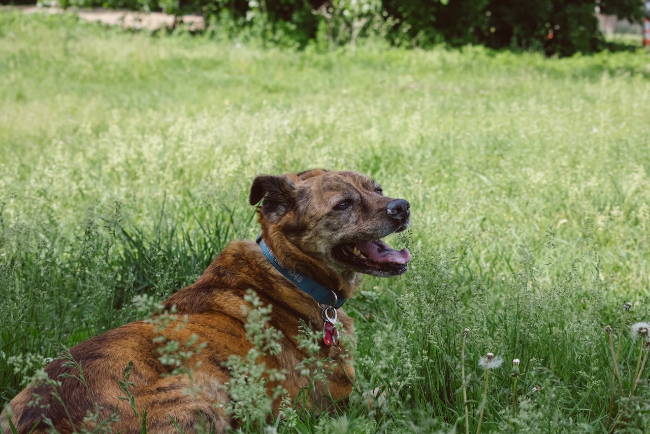 My dog living her best life in the grass at the airport dog park