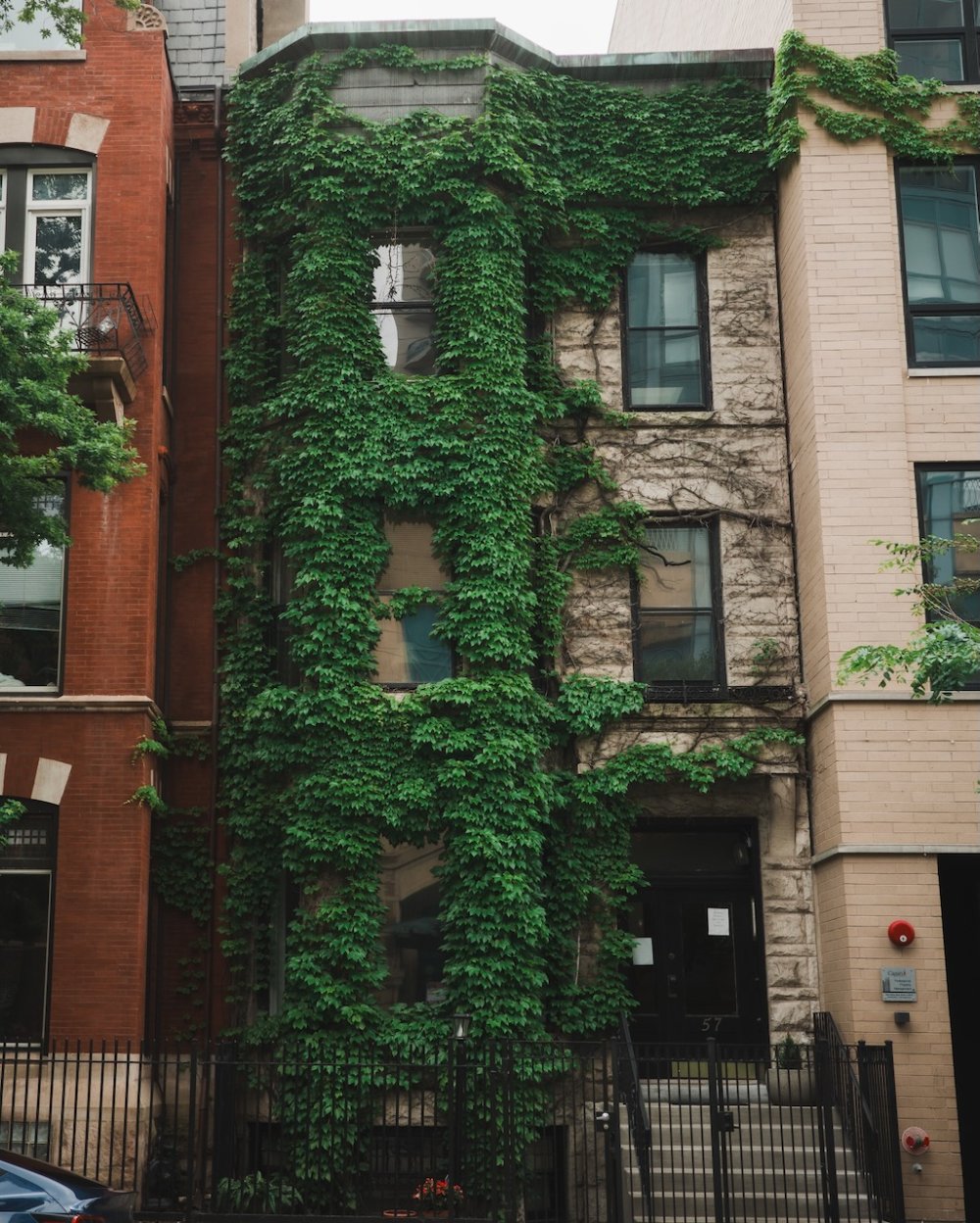 Ivy - Chicago