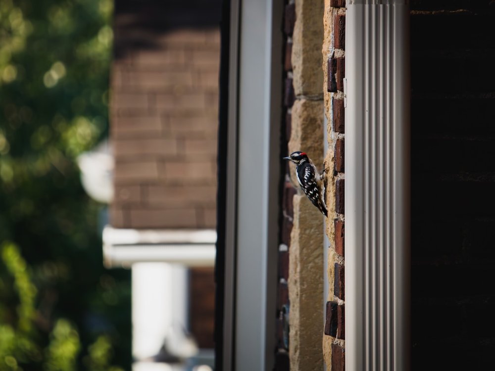 Wood pecker climbing on brick
