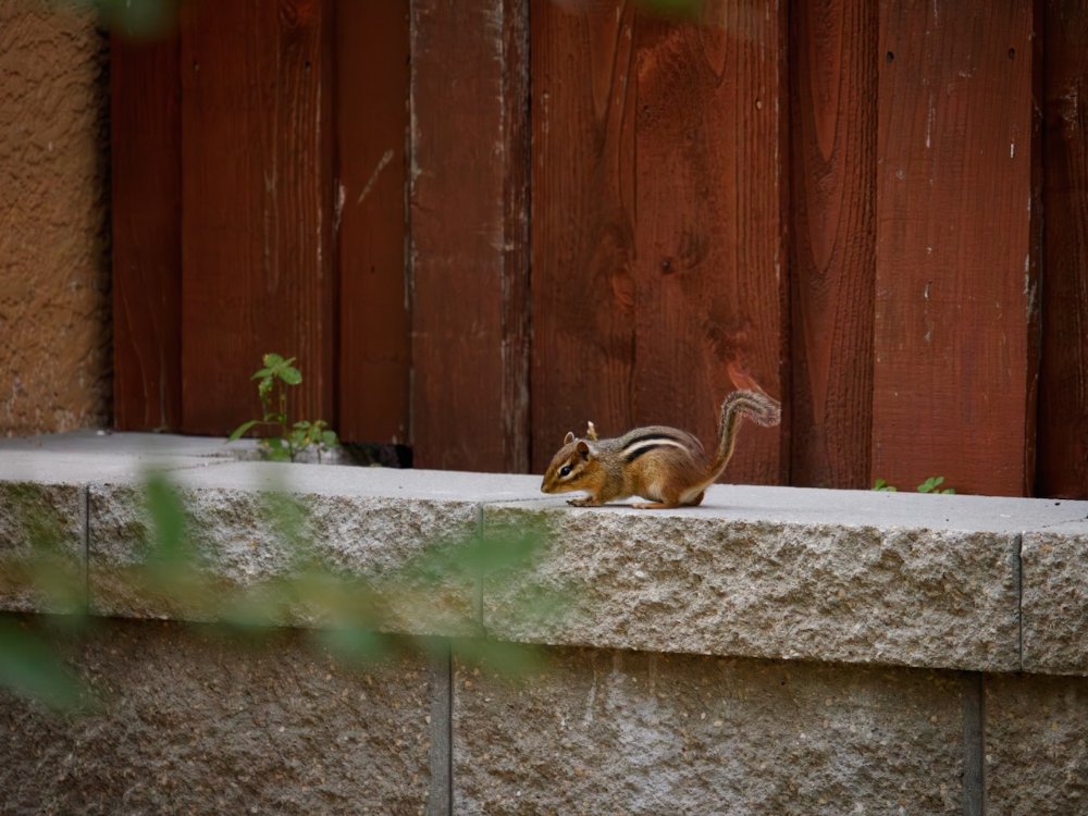 Chipmunk after getting our raspberries