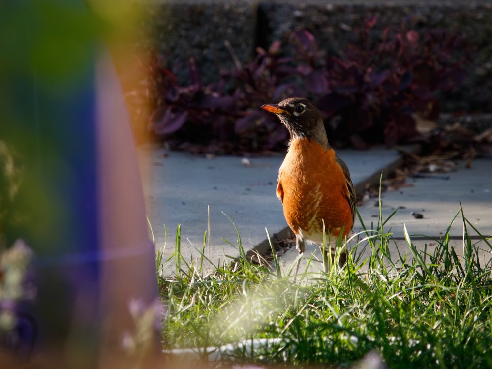 Robin eyeing me up