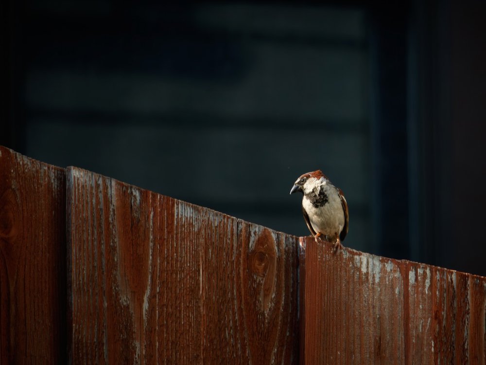 Sparrow on the fence