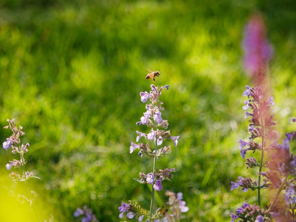 Be leaving some pollen