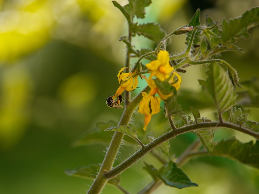 Bee getting some pollen