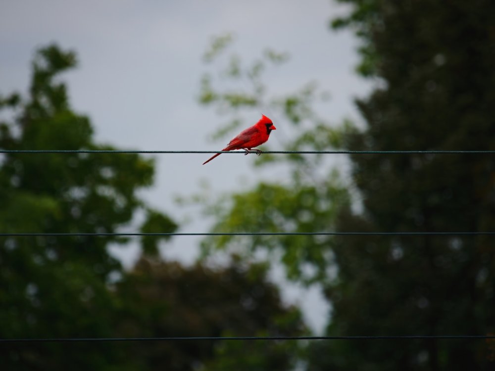 Cardinal on a wire