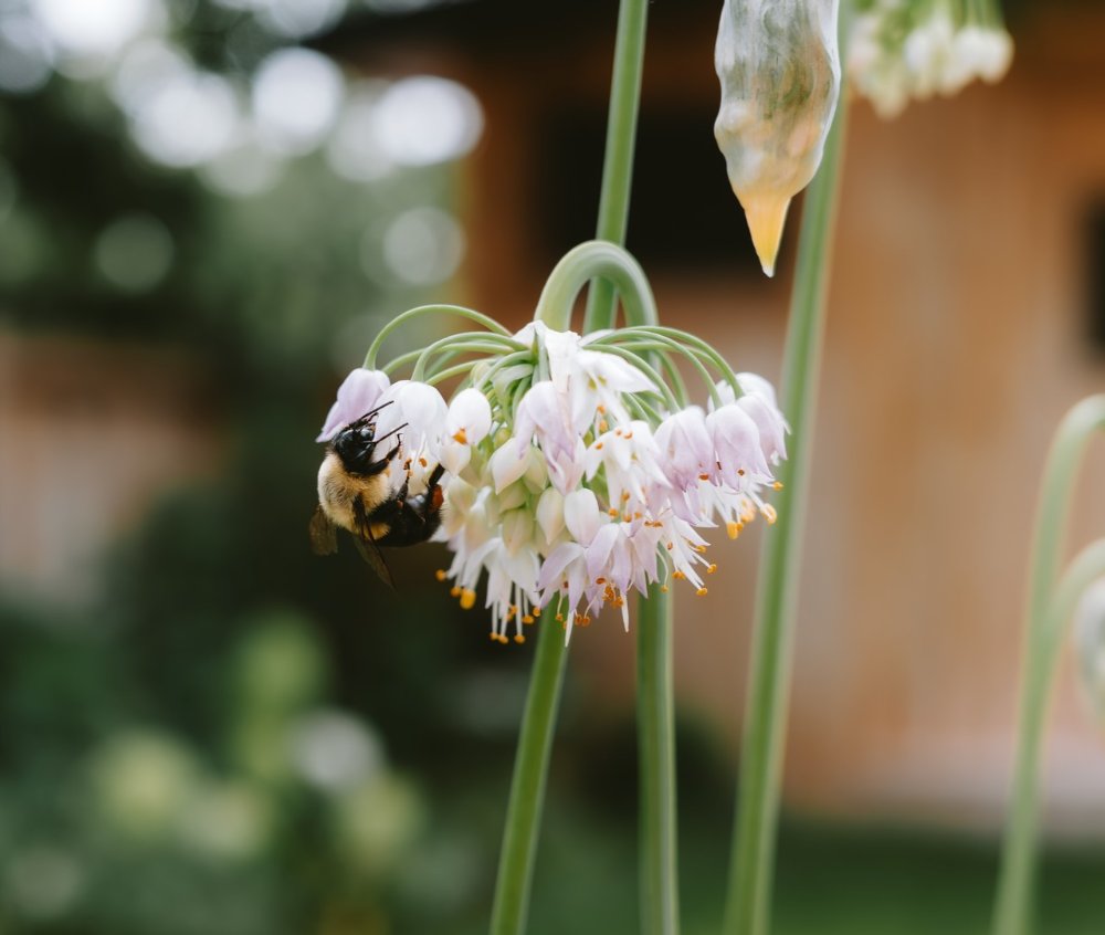 Bees in the backyard - Minneapolis, MN