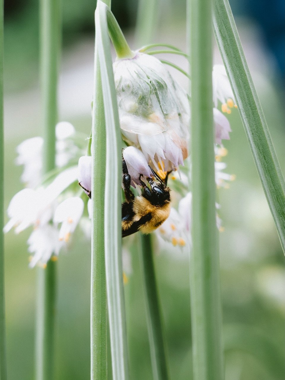 Bees in the backyard - Minneapolis, MN