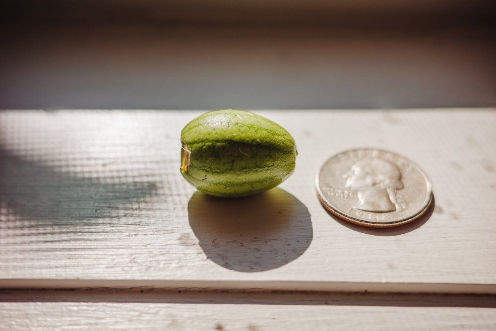 Worlds smallest watermelon