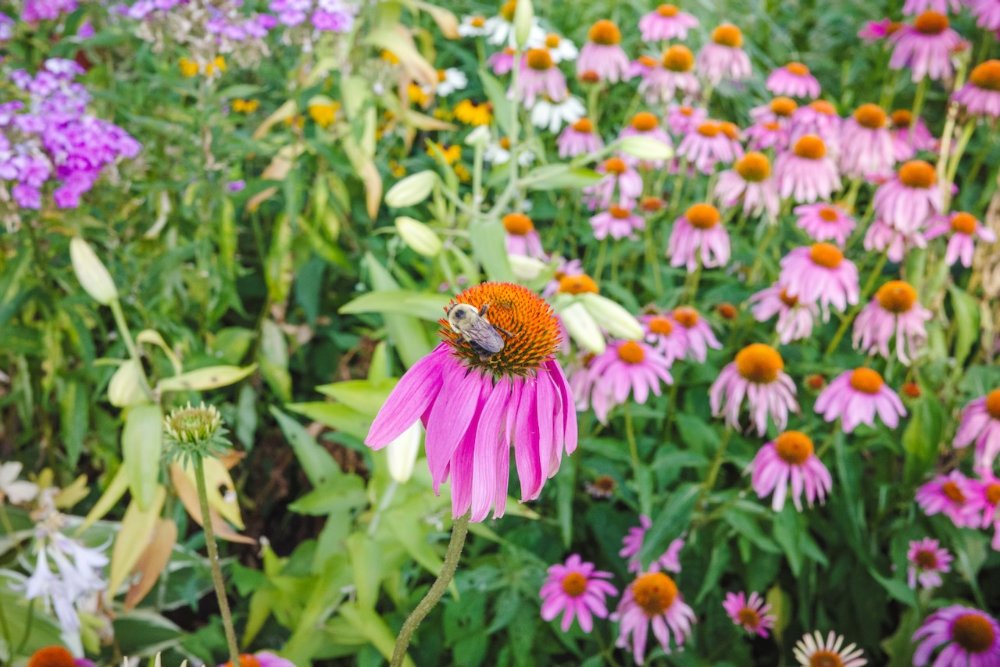 Bees in the backyard - Minneapolis, MN