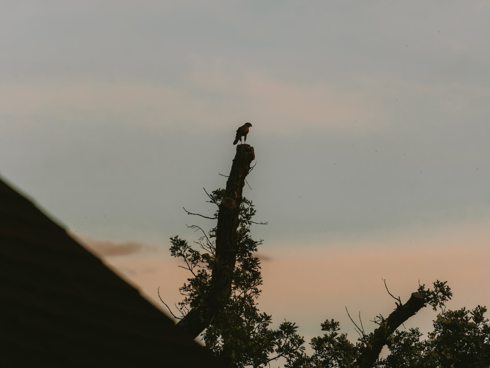 Hawk - Minneapolis