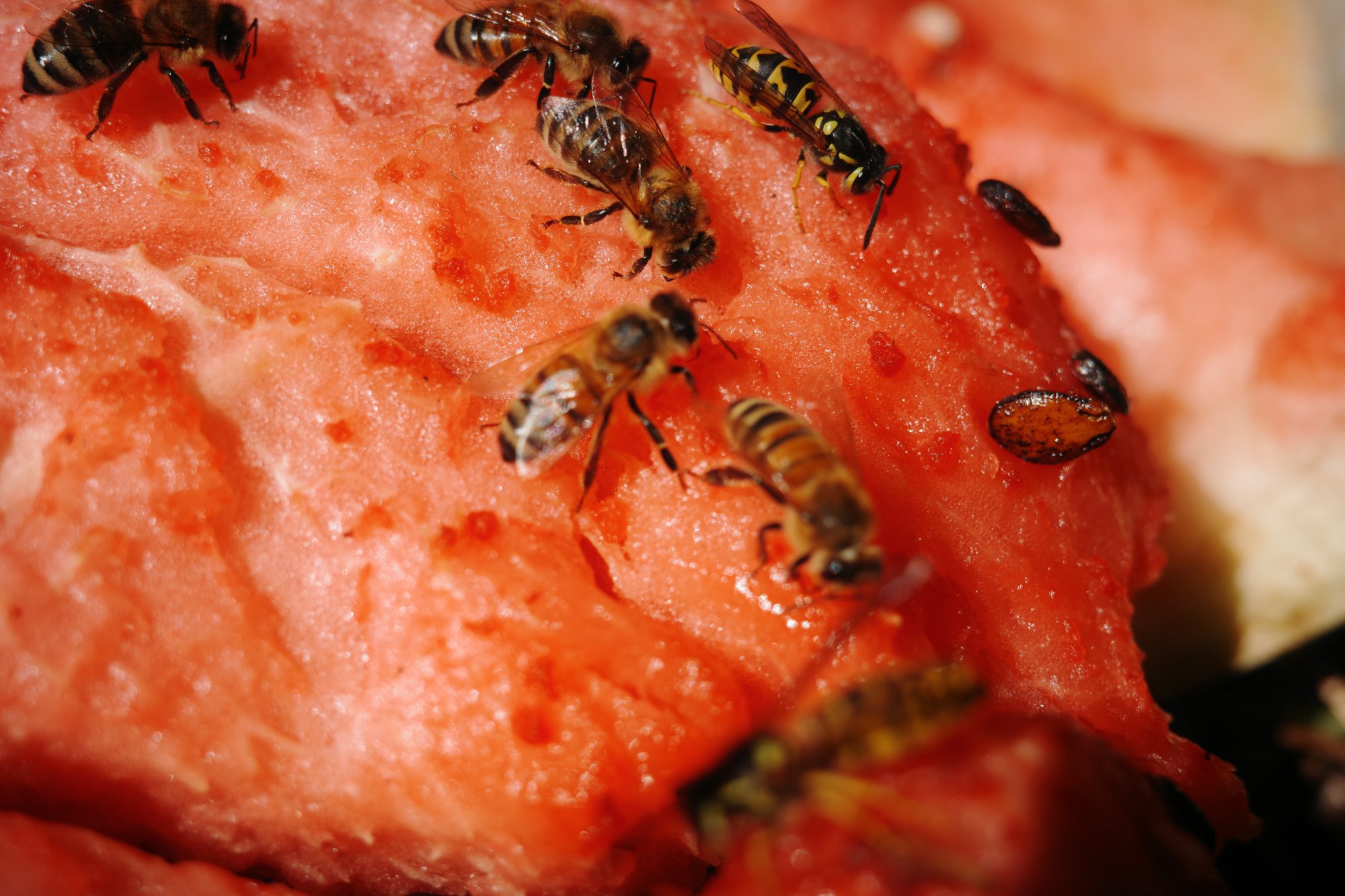 Bees on a watermelon