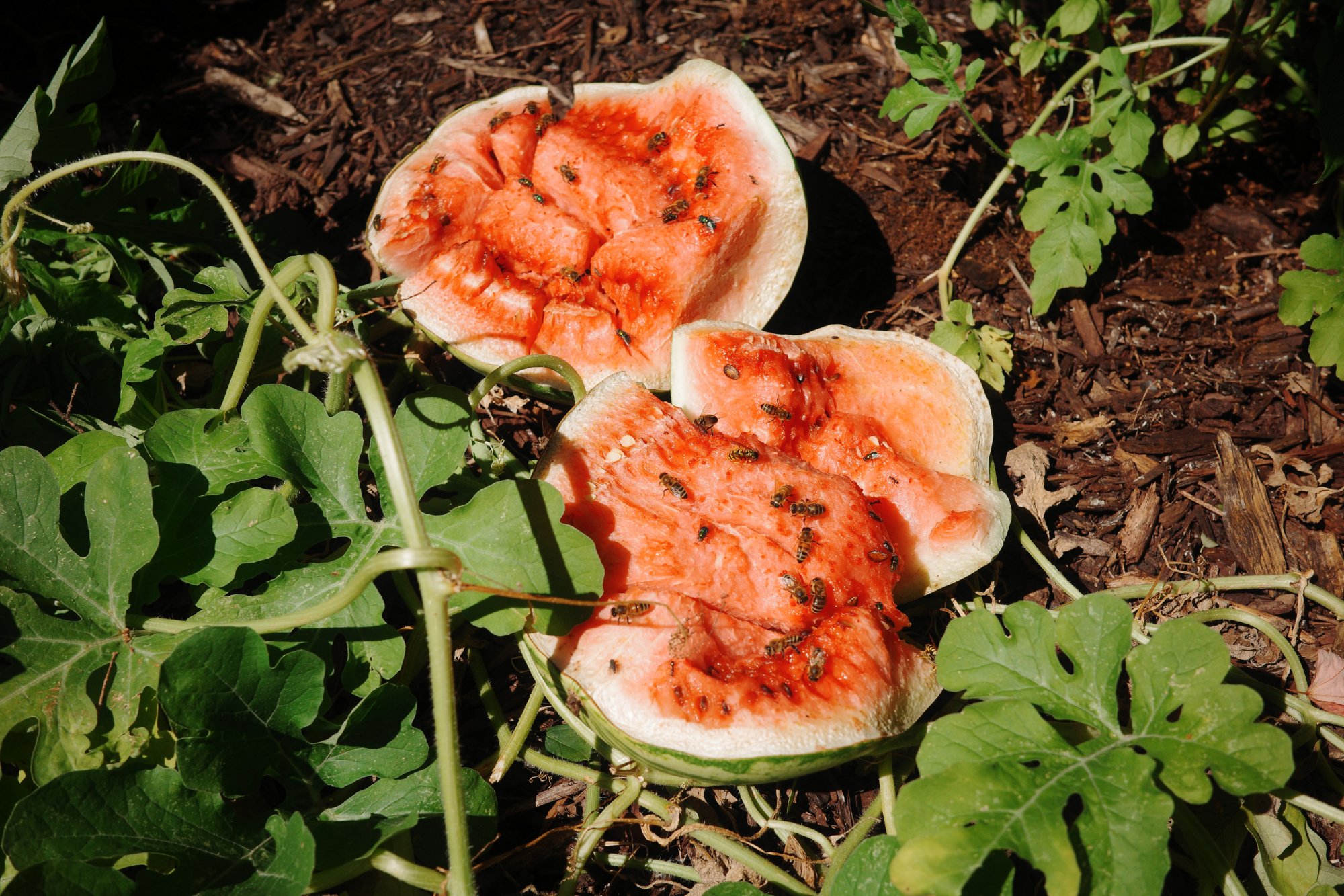 Bees on a watermelon