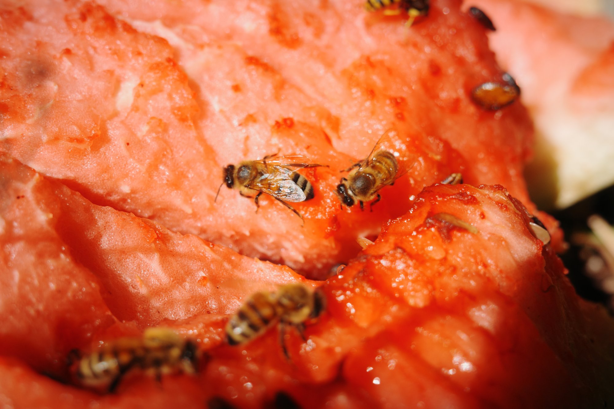 Bees on a watwrmelon
