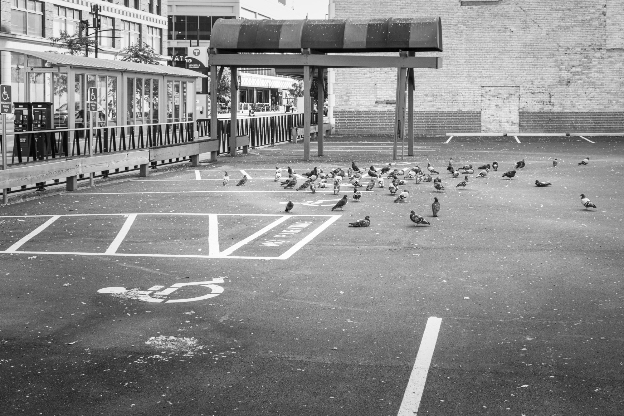 Fifth and Hennepin pigeons - downtown Minneapolis