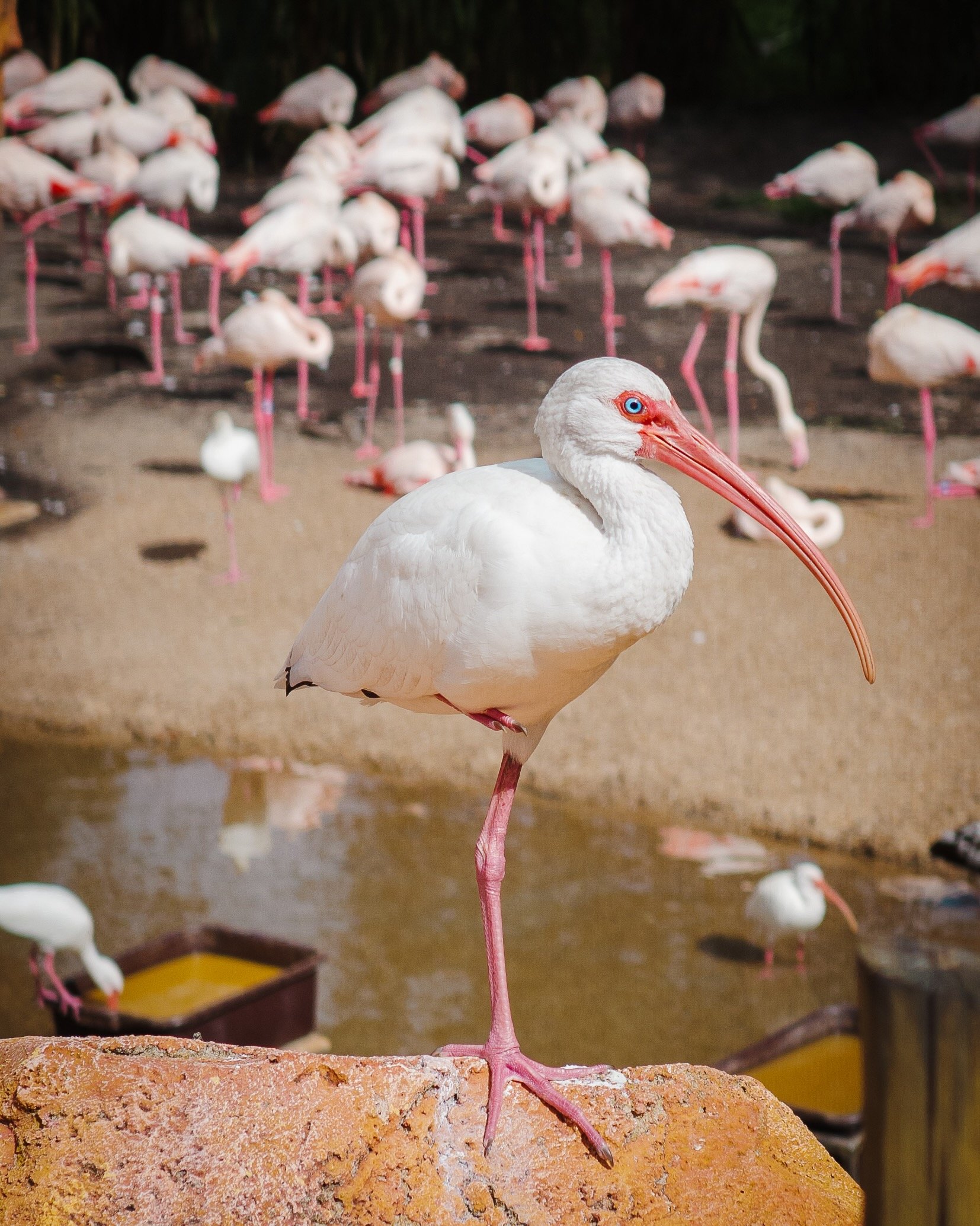 Disney Animal Kingdom