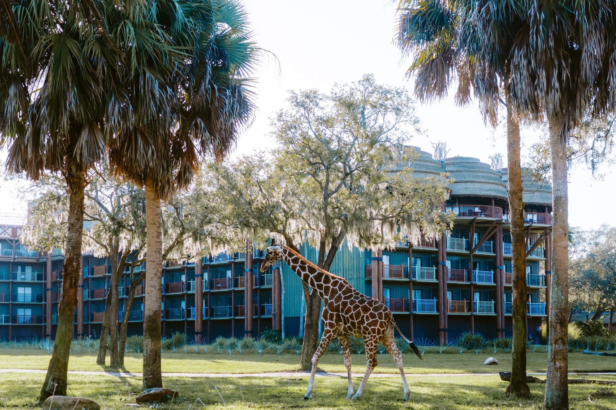 Disney Animal Kingdom