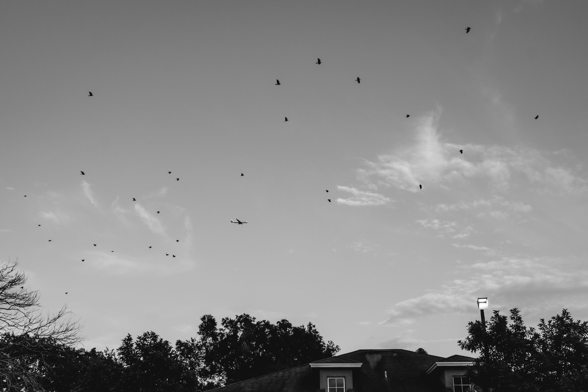 Airplane landing in the middle of crows over Orlanda Florida