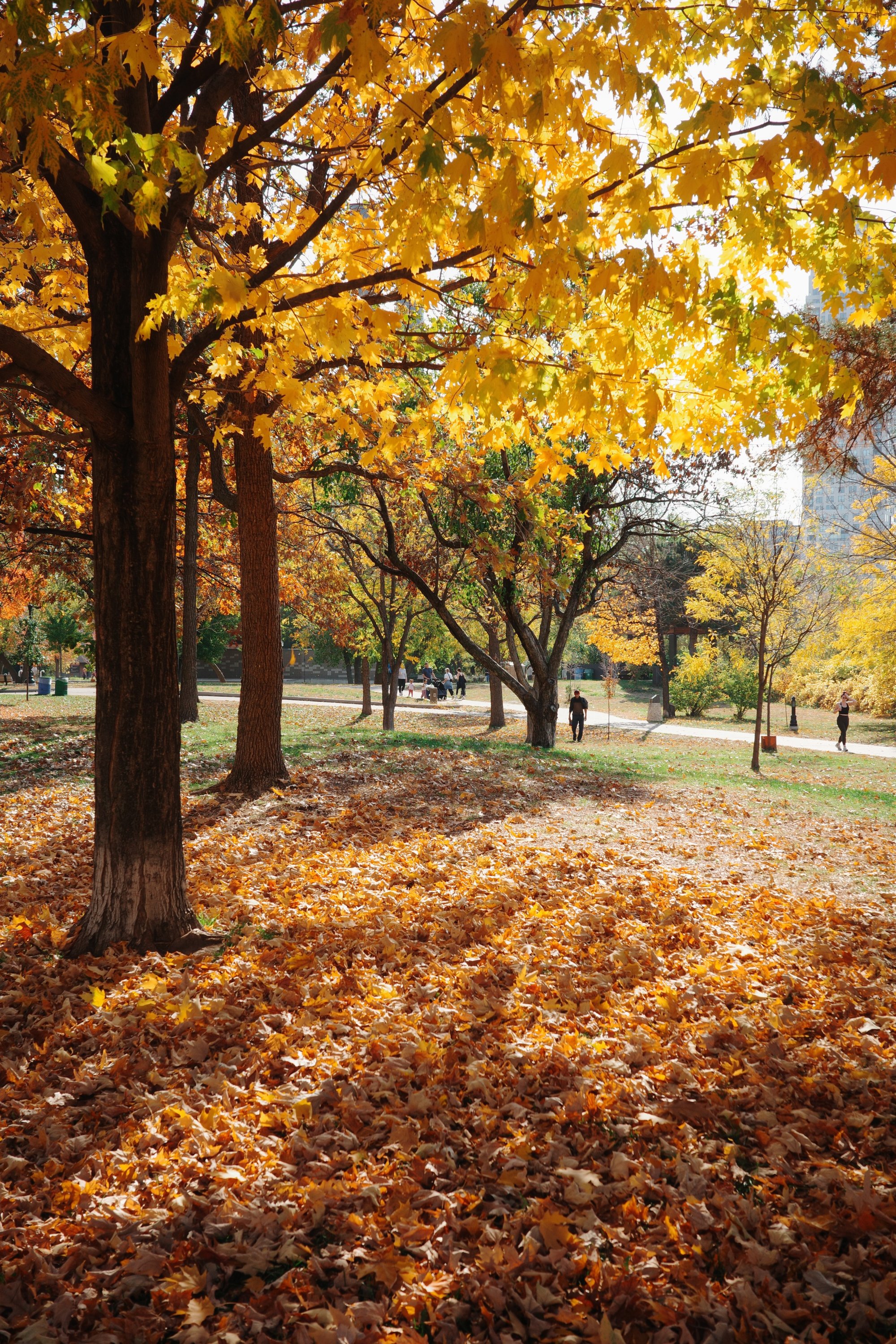 Fall in Minneapolis